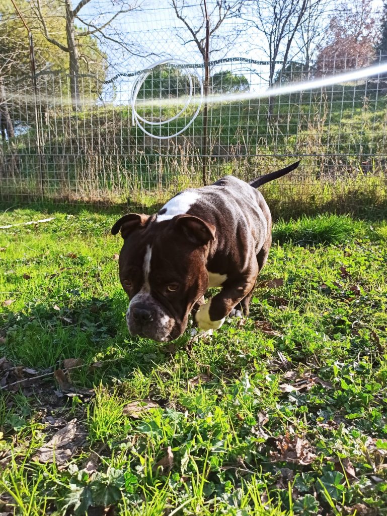 Babbà - Canile di Recanati
