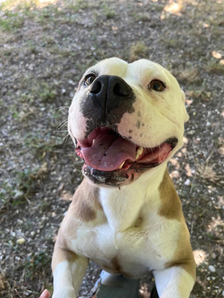 Cassata - Canile di Recanati