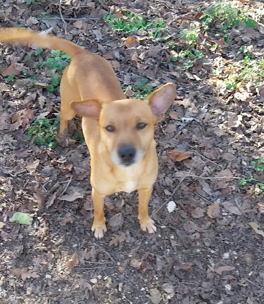 met - canile di recanati