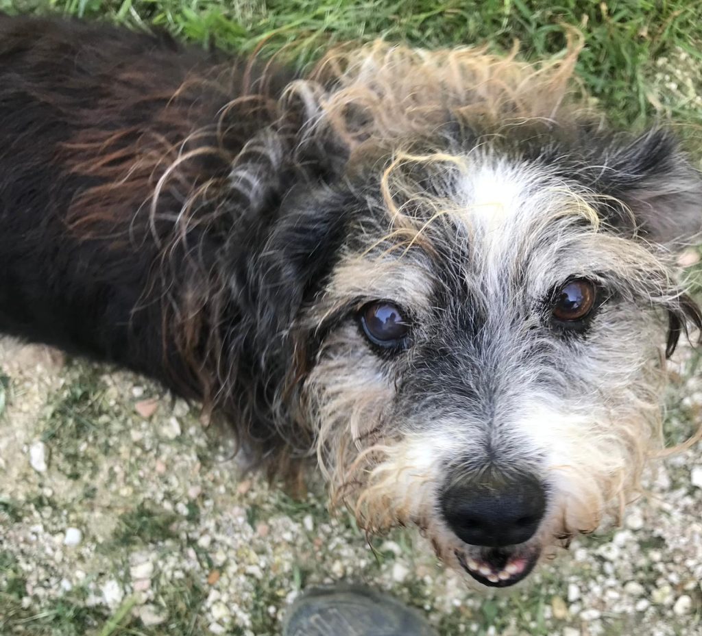 Nonno - canile di recanati