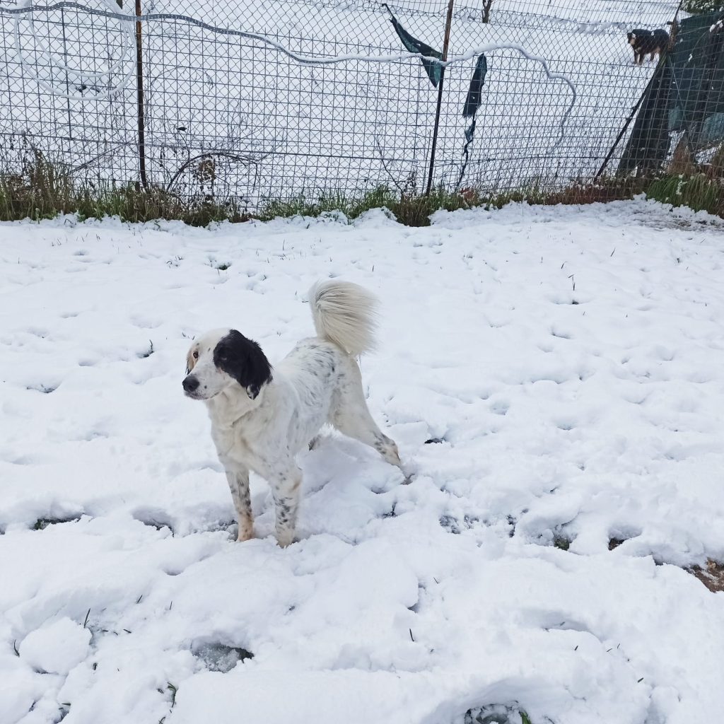 Bianca - Canile di Recanati