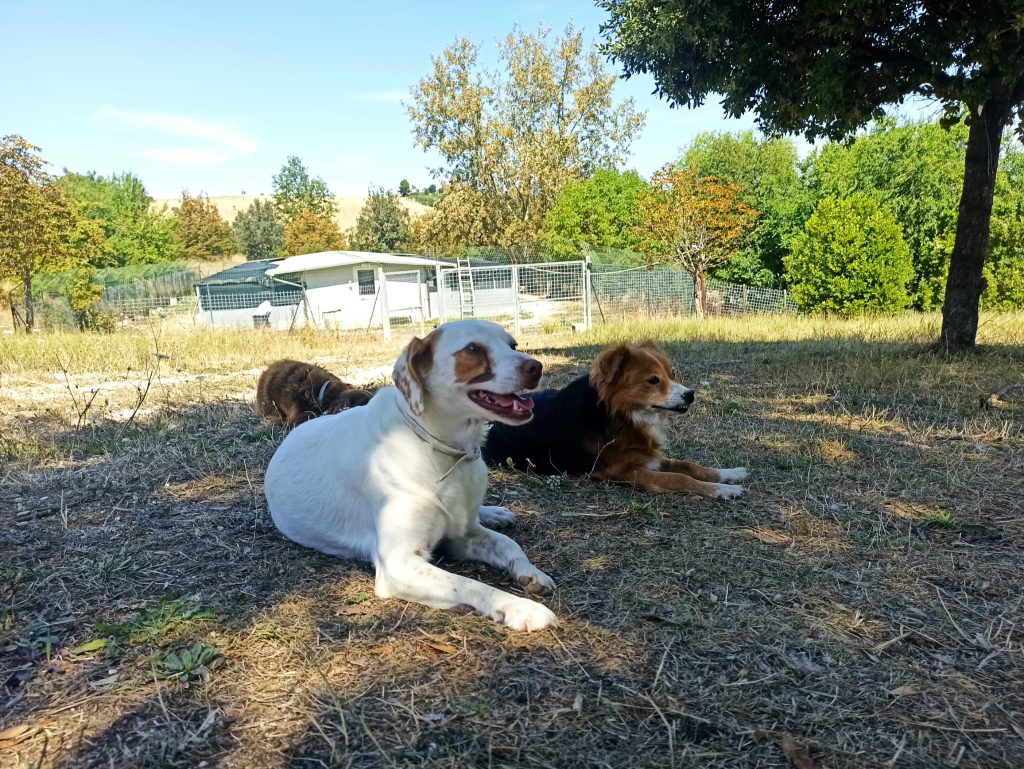 cherie - canile di recanati