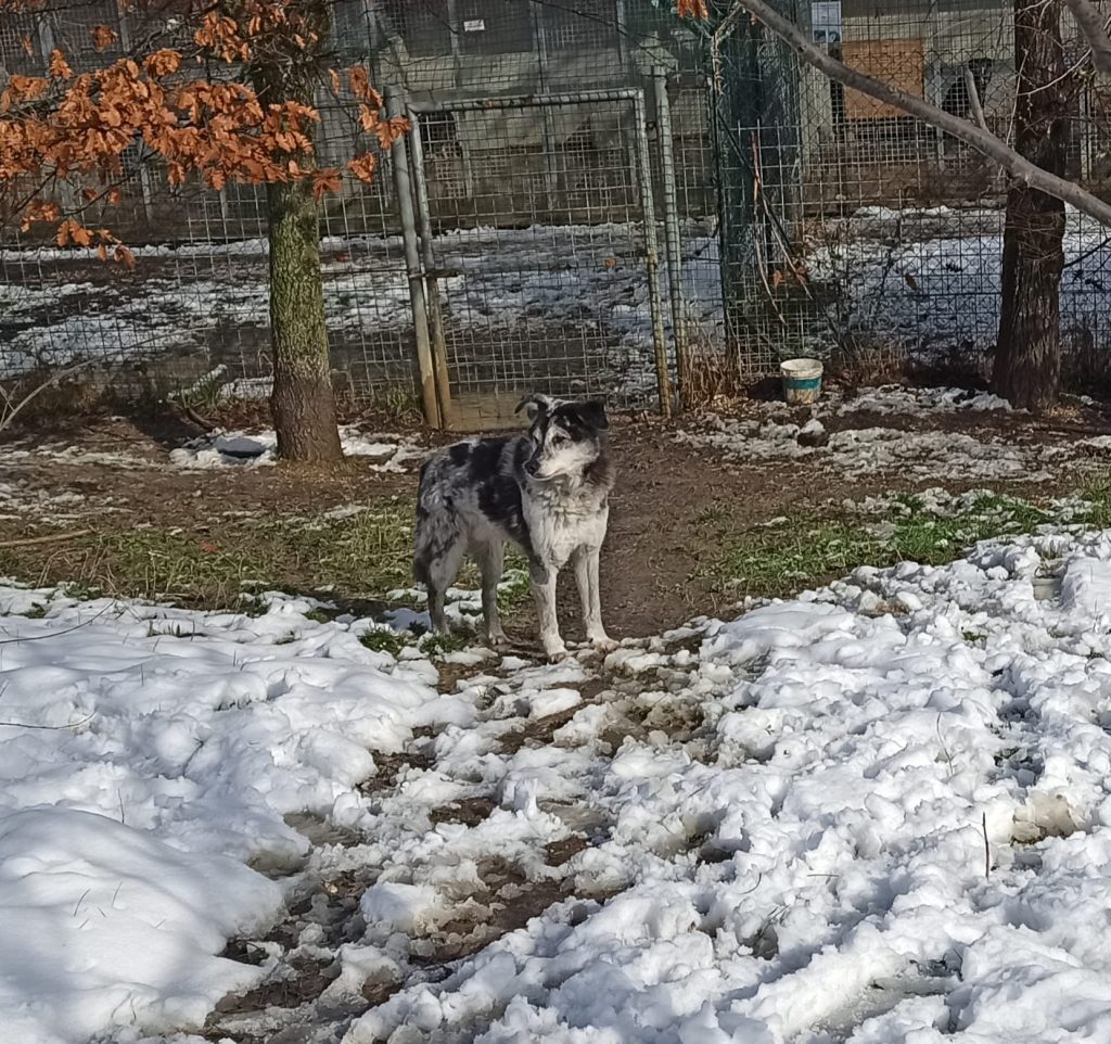 lince - canile di recanati