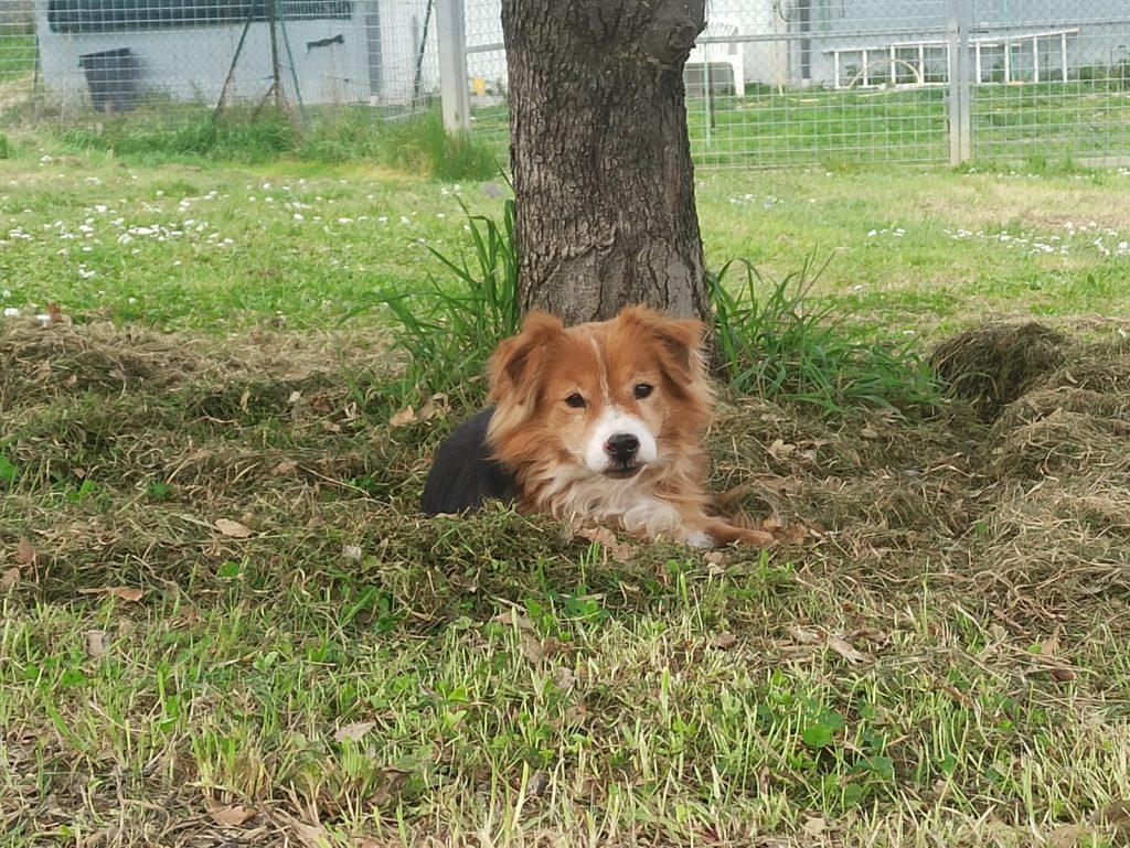 Rino - canile di recanati