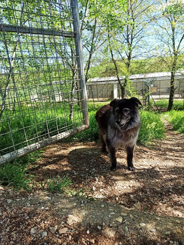 siria - canile di recanati