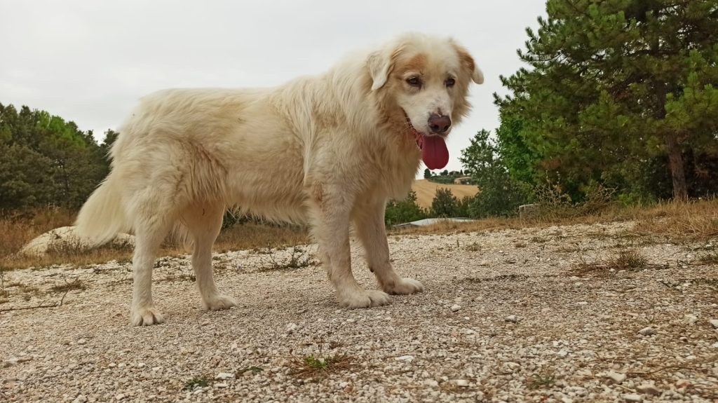 zeus - canile di recanati